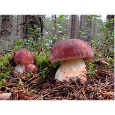 Мицелий Белого гриба соснового (Boletus pinophilus) 